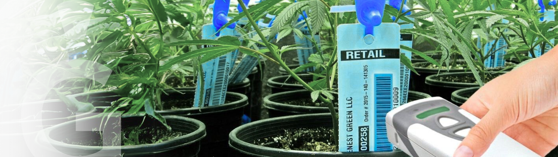 Pots with cannabis plants