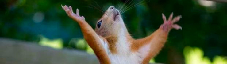 Squirrel raising its paws to the sky as if in prayer